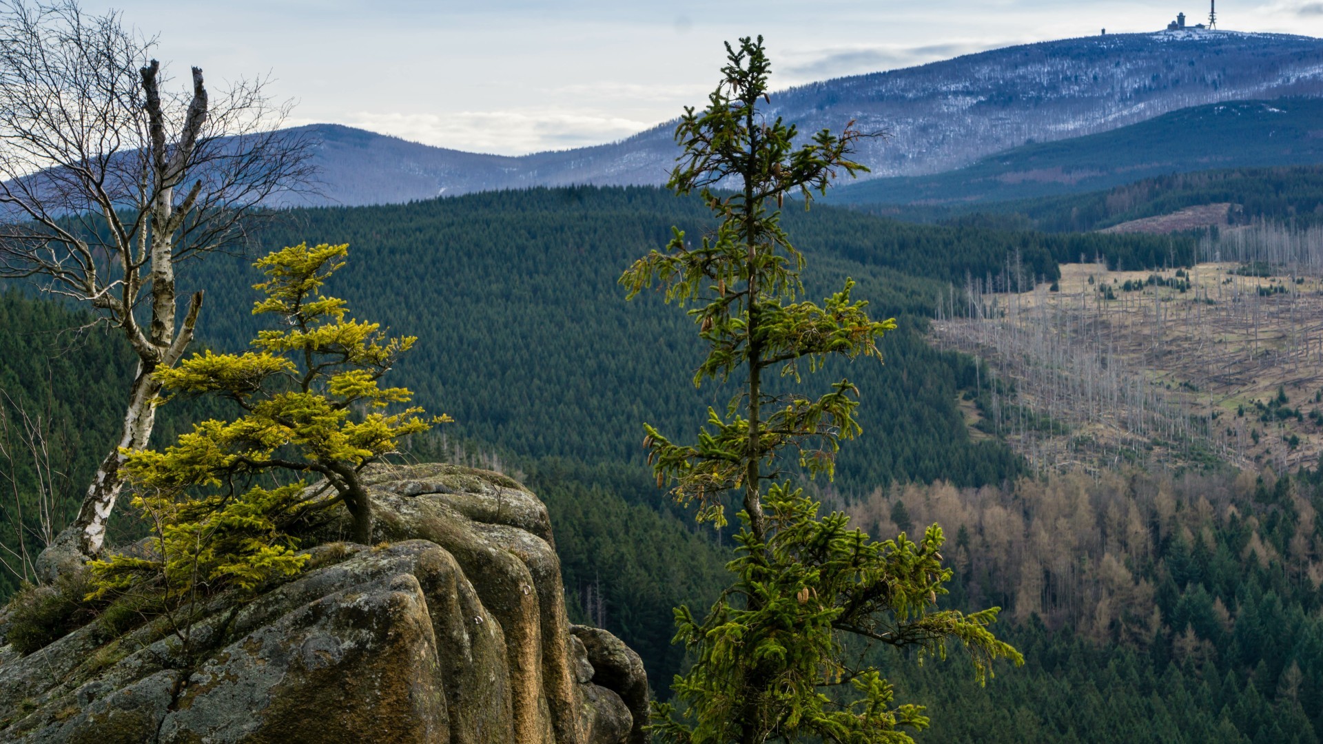 Berglandschaft mit Wald – Umwelthaftpflichtversicherung für Unternehmen und Schutz von Natur und Ressourcen