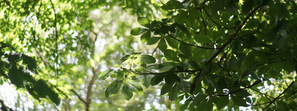 Grüne Blätter an einem Baum