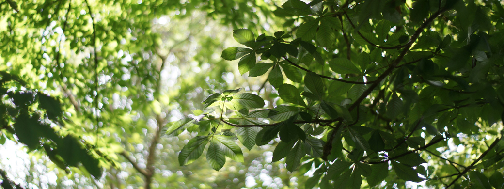 Grüne Blätter an einem Baum