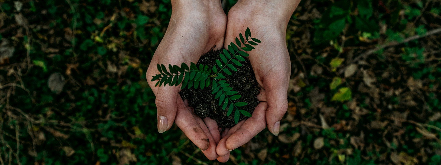 Hände halten kleine Pflanze