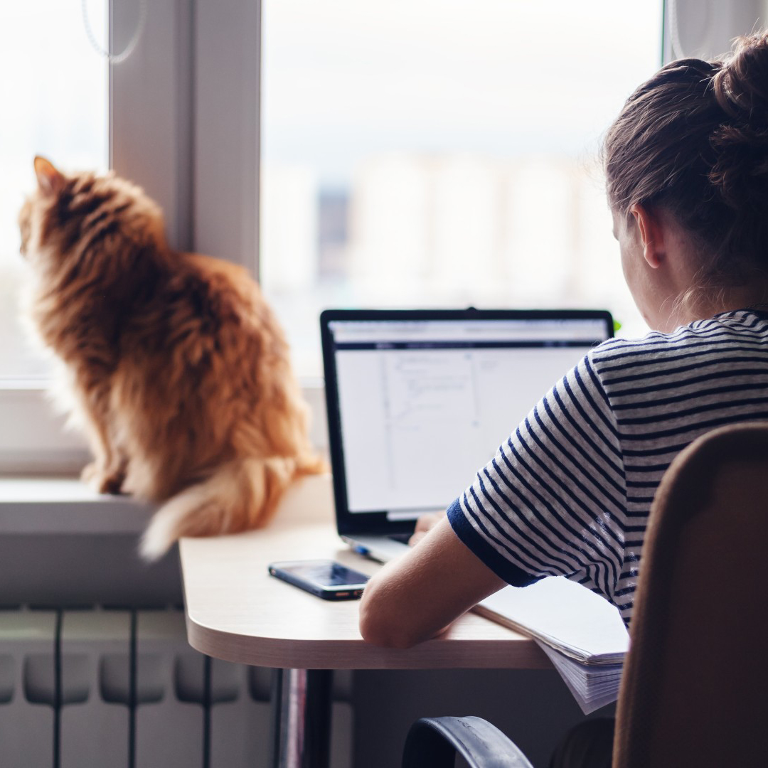 Frau sitzt Zuhause an ihrem PC, vor ihr die Katze auf der Fensterbank
