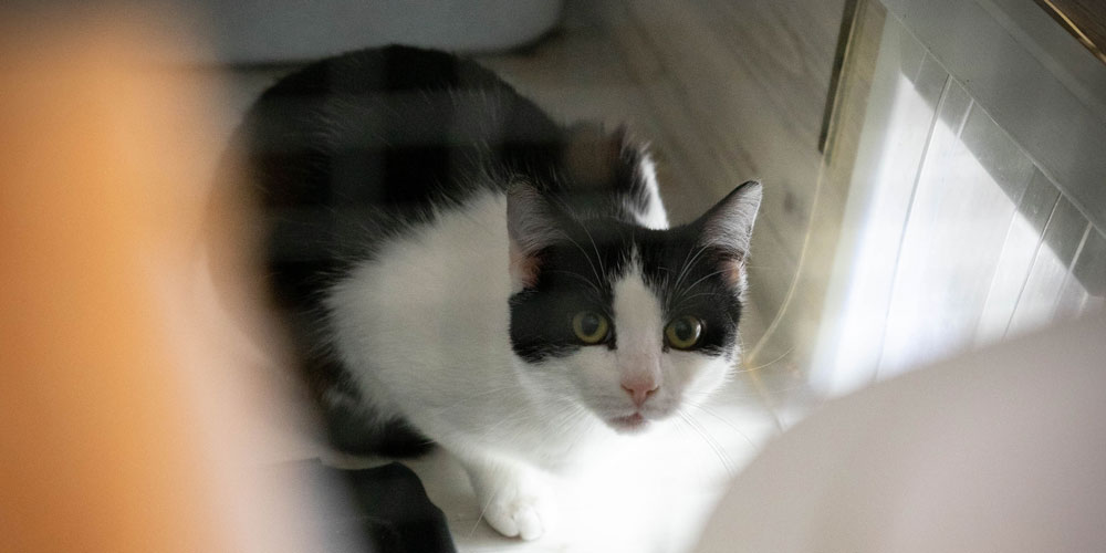 Ein Foto von einer Katze mit scharz-weißem Fell in ihrem Gehege.
