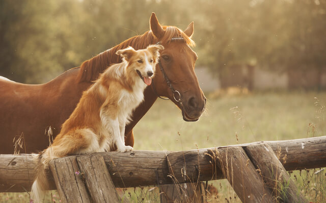 Tierhalterhaftpflicht-Versicherung