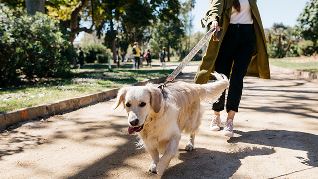 Ein Golden Retriever wird von einer Frau an der Leine geführt. Der Hund hat ist im Vordergrund.