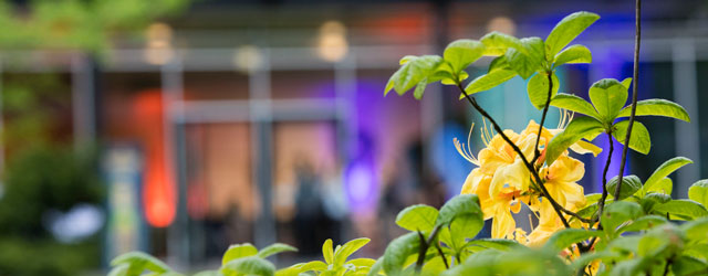 Eine grüne Pflanze im Garten des Hauptgebäudes der Öffentlichen Versicherung